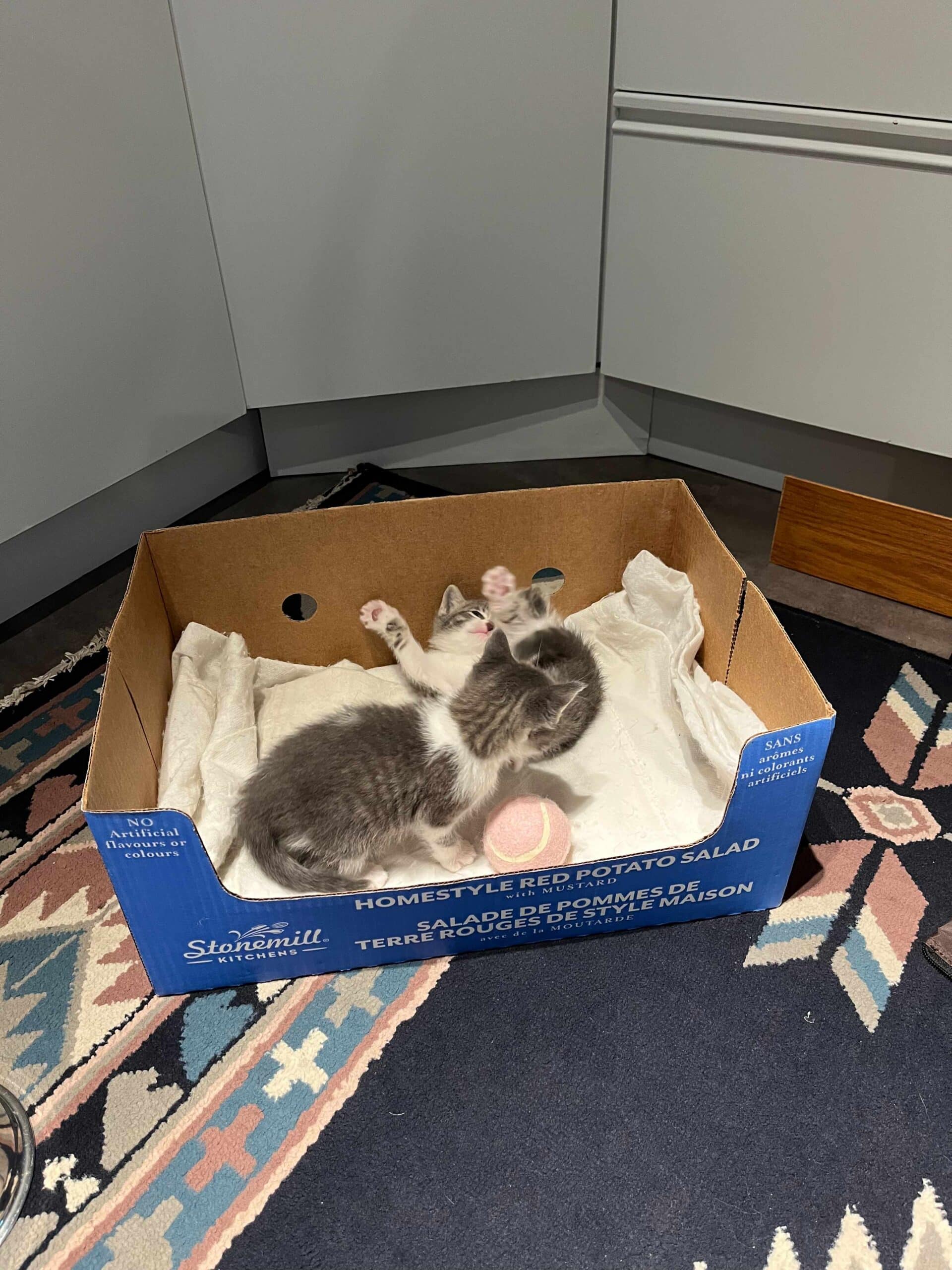 kittens